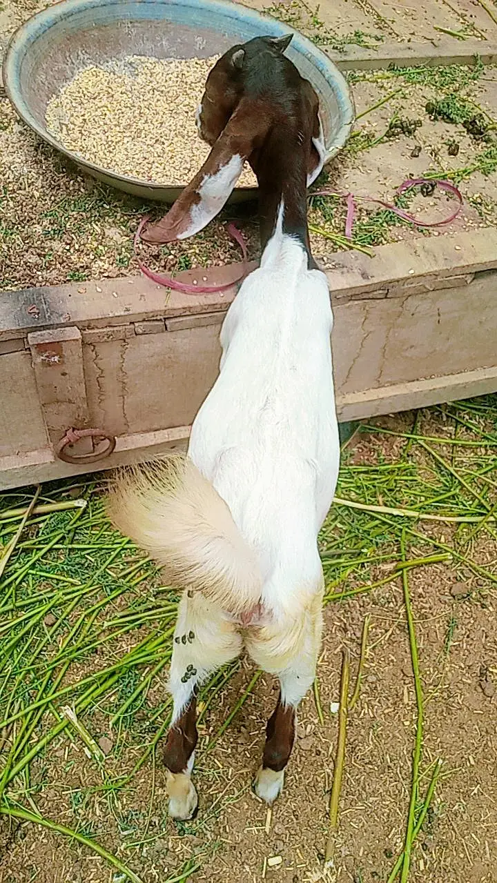 Bakri for sale — photo 10