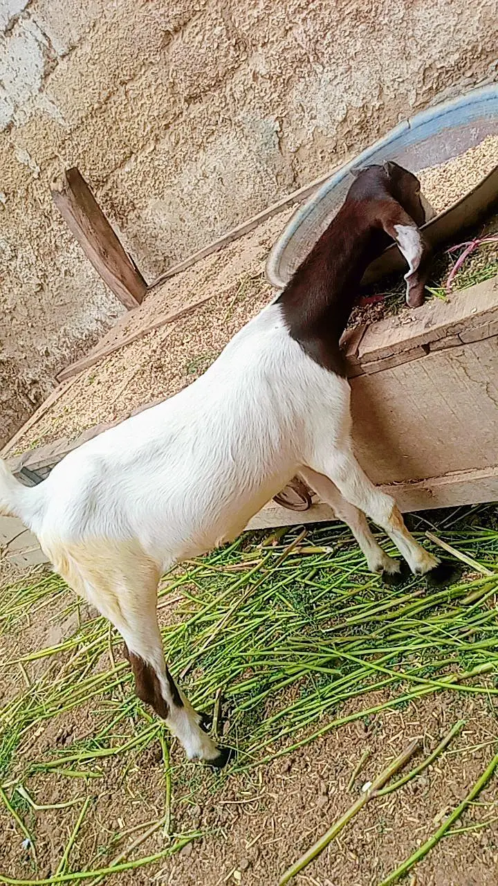 Bakri for sale — photo 11