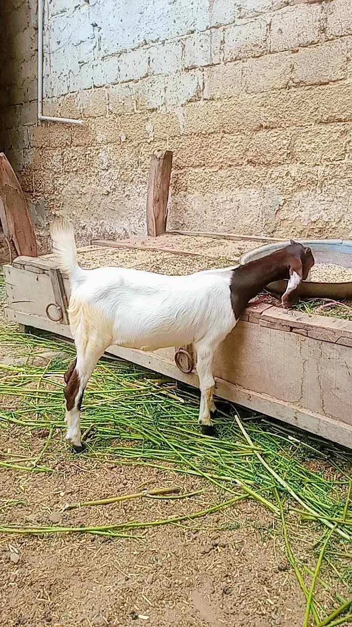 Bakri for sale — photo 12