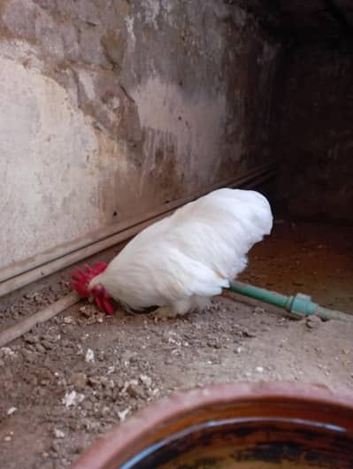 Bantam Male  sale and exchange