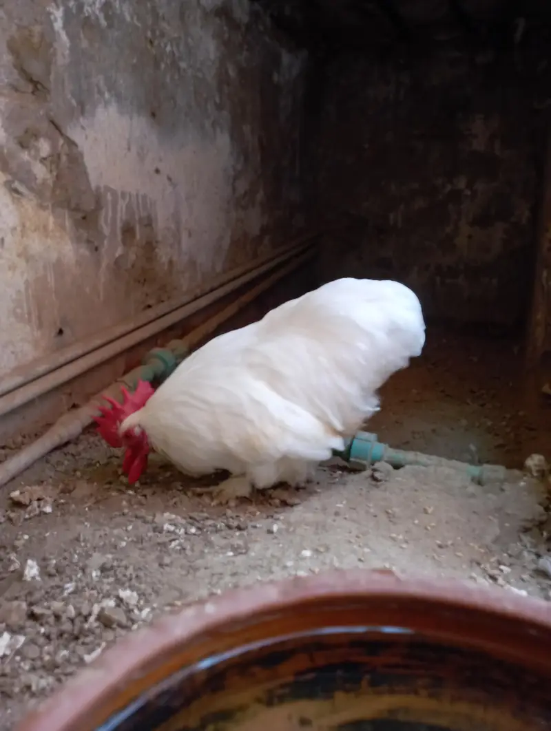 Bantam Male  sale and exchange — photo 2
