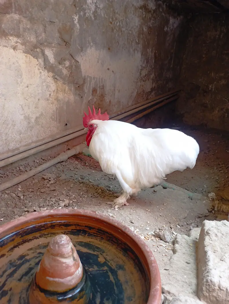Bantam Male  sale and exchange — photo 3