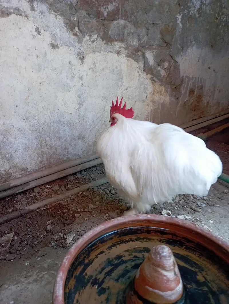 Bantam Male  sale and exchange — photo 4