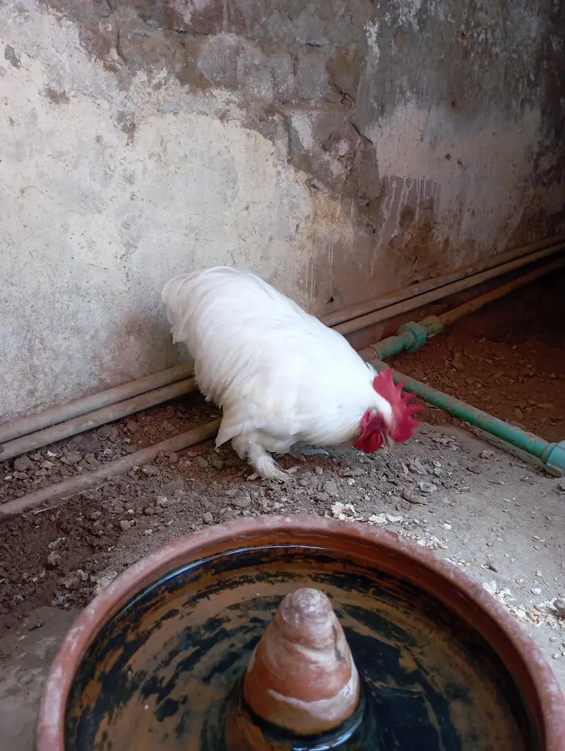 Bantam Male  sale and exchange — photo 5
