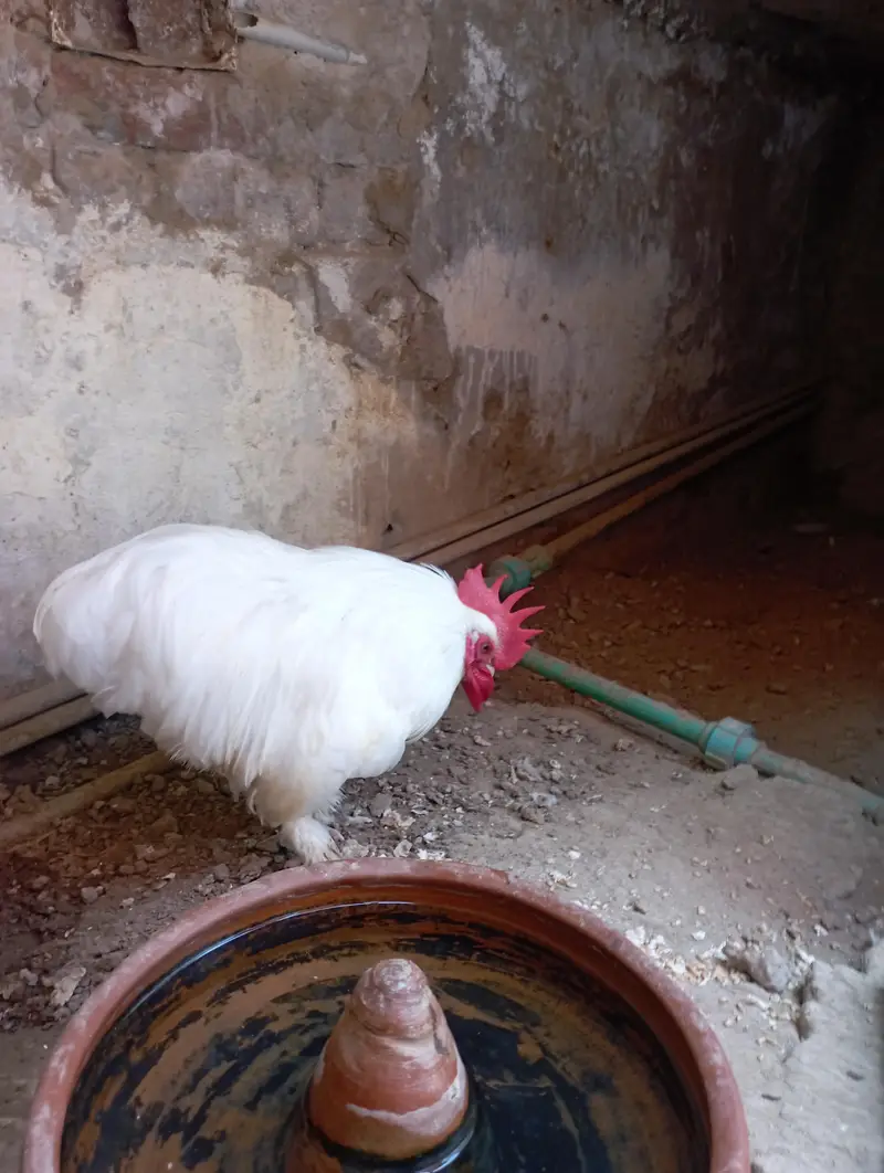 Bantam Male  sale and exchange — photo 6