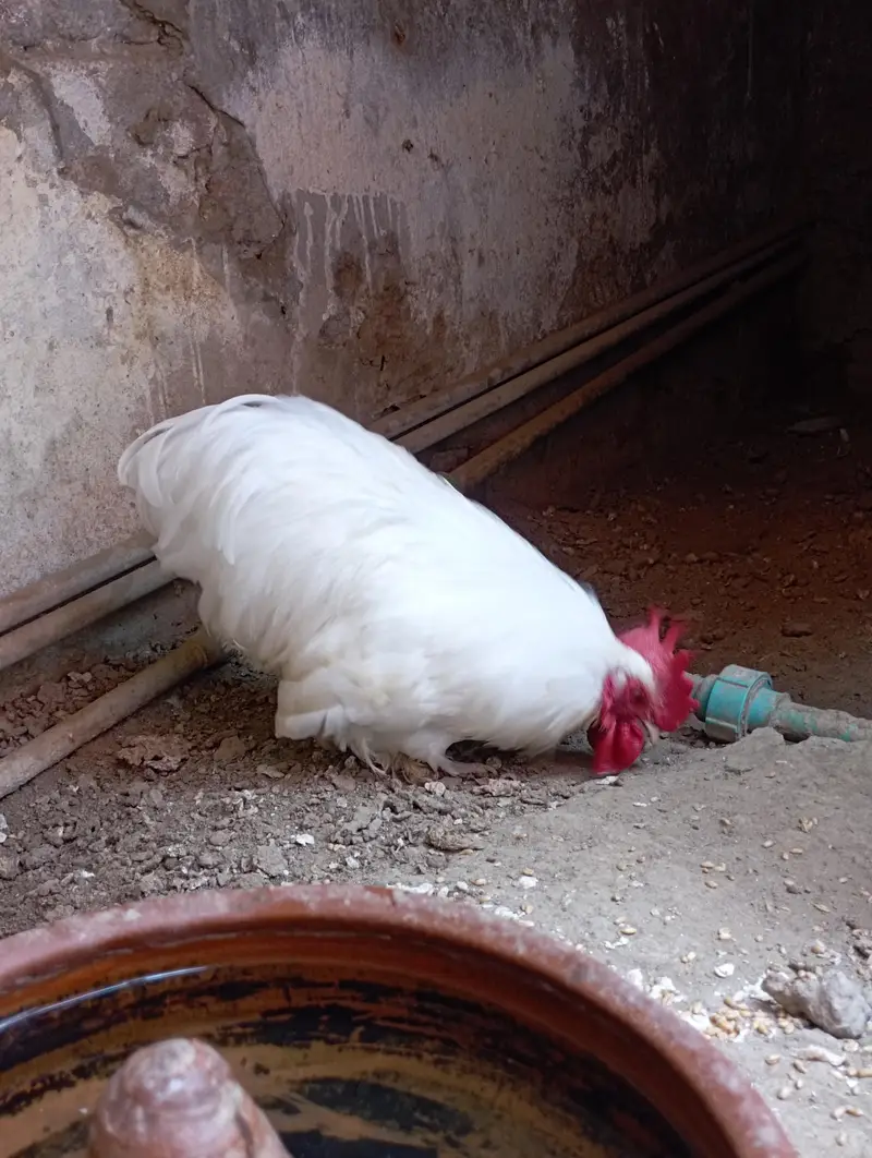 Bantam Male  sale and exchange — photo 7