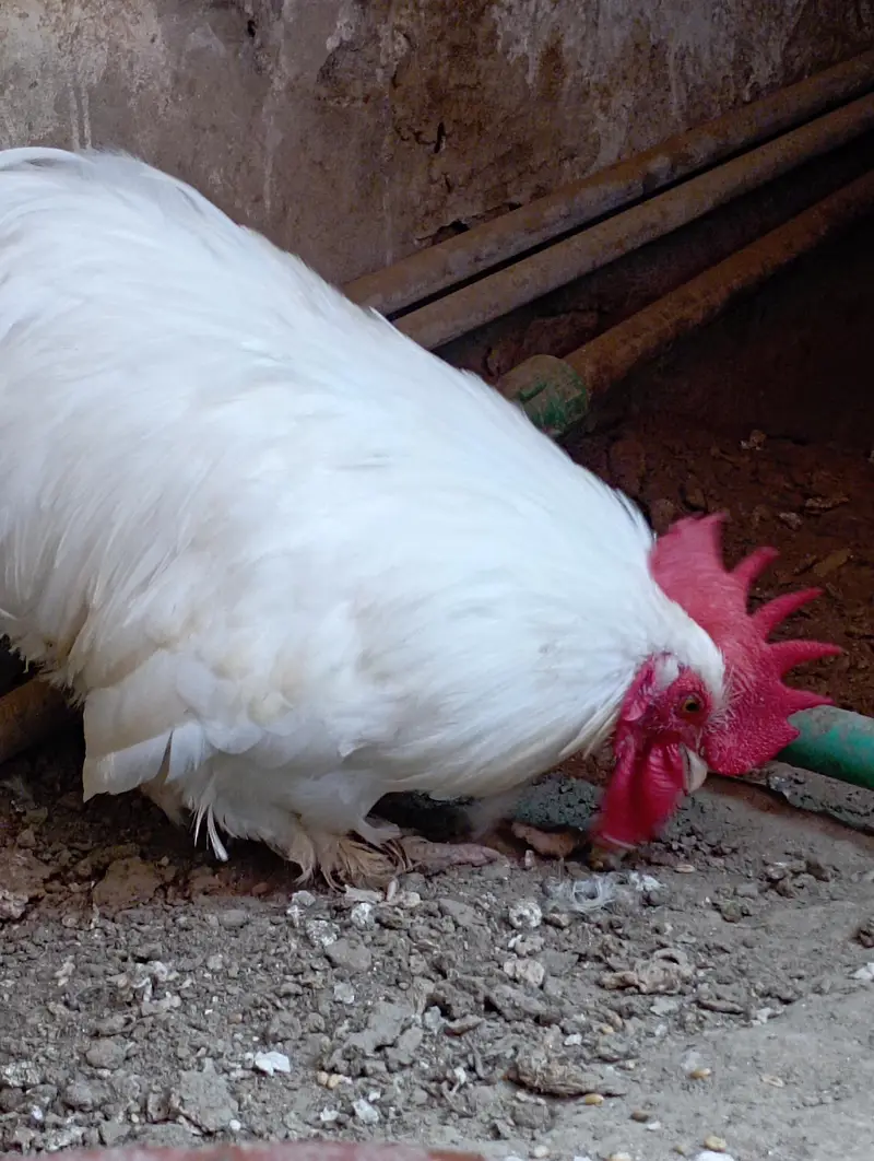 Bantam Male  sale and exchange — photo 10