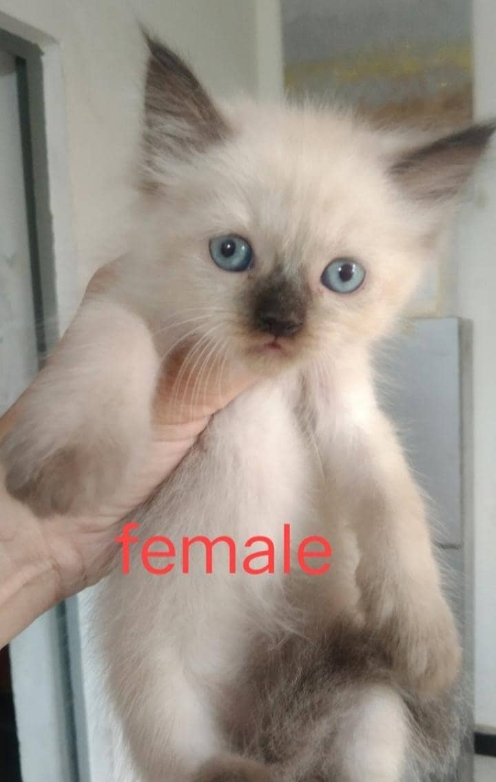 super cute kittens 0