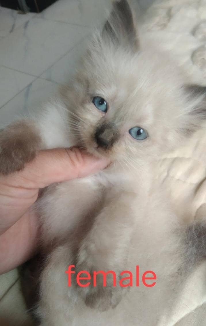super cute kittens 1