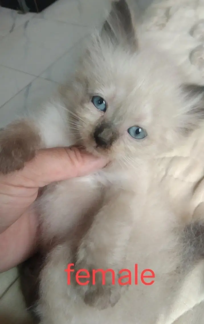 super cute kittens — photo 2