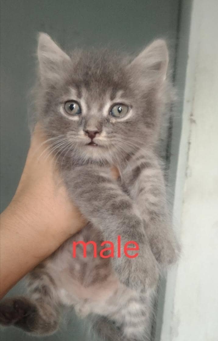 super cute kittens 2
