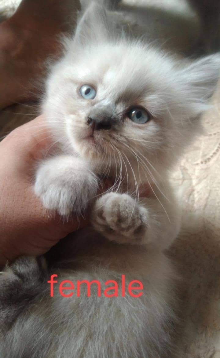 super cute kittens 3
