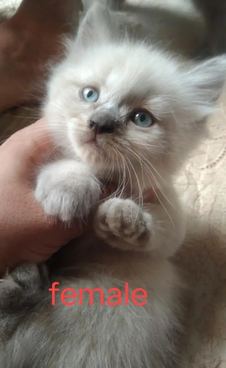 super cute kittens — photo 4