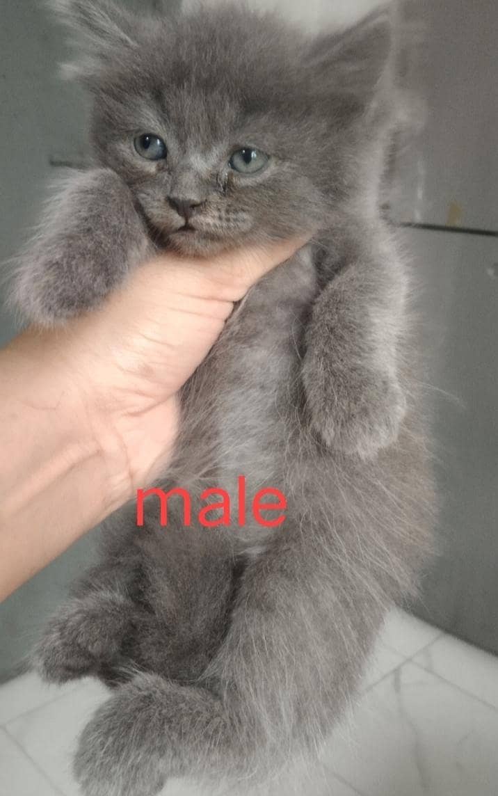super cute kittens 4