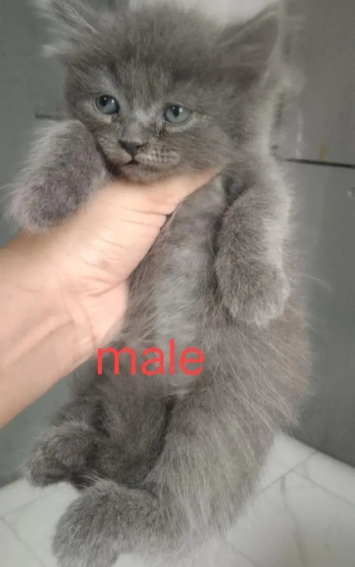super cute kittens — photo 5