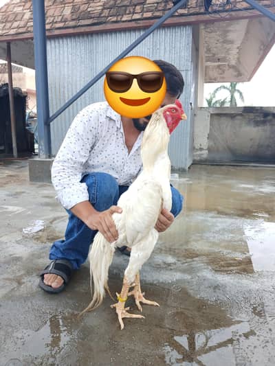 WHITE OH SHAMO/KING SIZE SHAMO/Breeder/OH shamo chicks