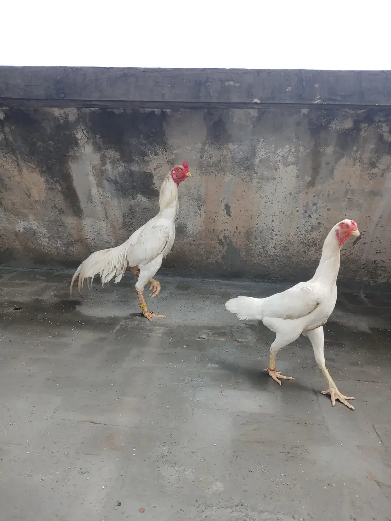 OH Shamo/ WHITE SHAMO/KING SIZE/BREEDER SHAMO/SHAMO ASEEL — photo 5