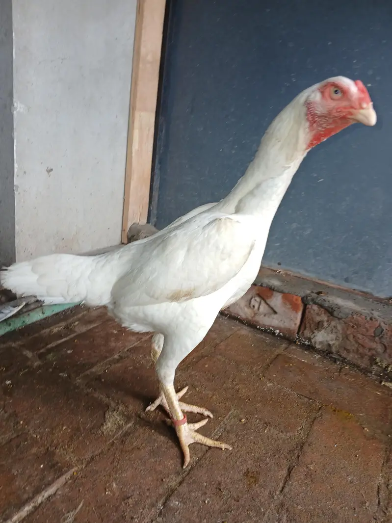 OH Shamo/ WHITE SHAMO/KING SIZE/BREEDER SHAMO/SHAMO ASEEL — photo 6