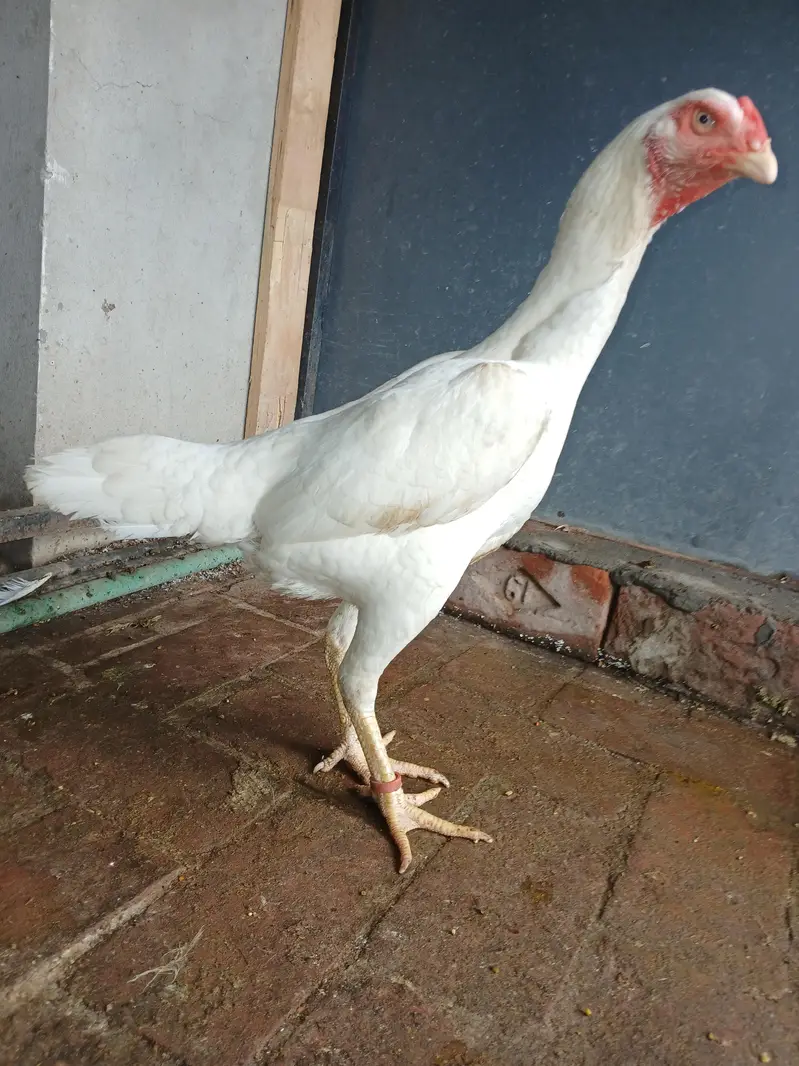 OH Shamo/ WHITE SHAMO/KING SIZE/BREEDER SHAMO/SHAMO ASEEL — photo 7