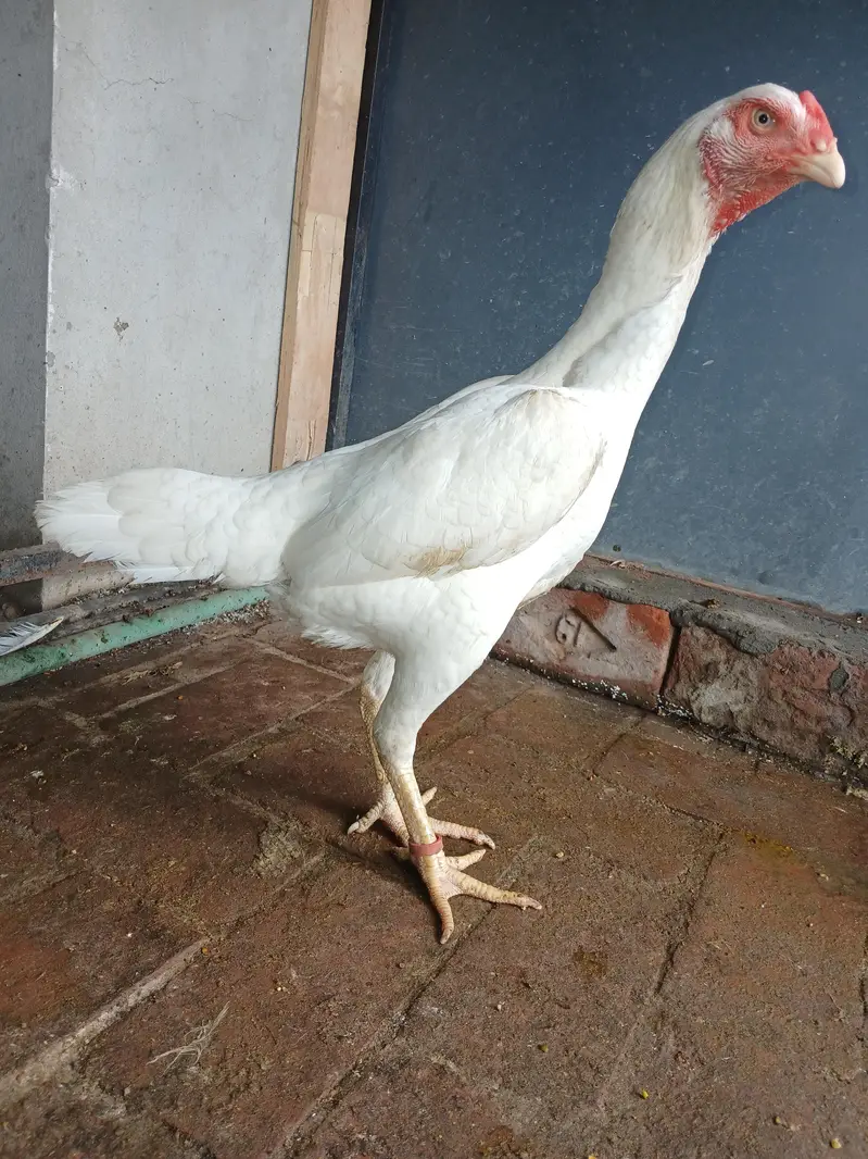 OH Shamo/ WHITE SHAMO/KING SIZE/BREEDER SHAMO/SHAMO ASEEL — photo 8