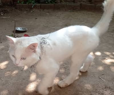 Blue-eyed Persian cats for sale