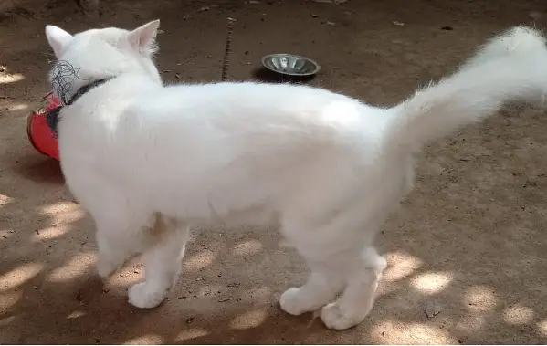 Blue-eyed Persian cats for sale — photo 2
