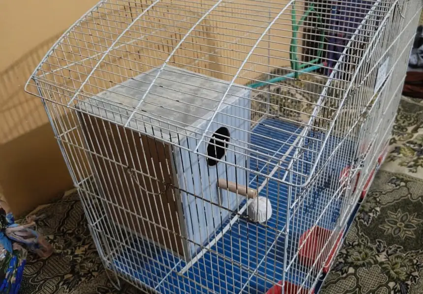 Big Size Cage (Cocktails) - & All Accessories - WhatsApp 03335902880 — photo 2