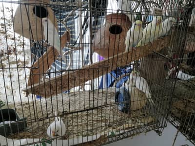 Budgies / Bajari Colony for Sale - Breeder Pairs & Chicks Available