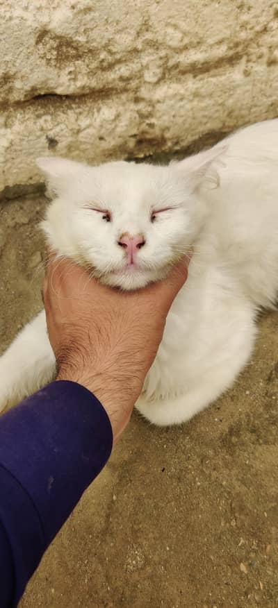 Persian cat for sale odd eyes