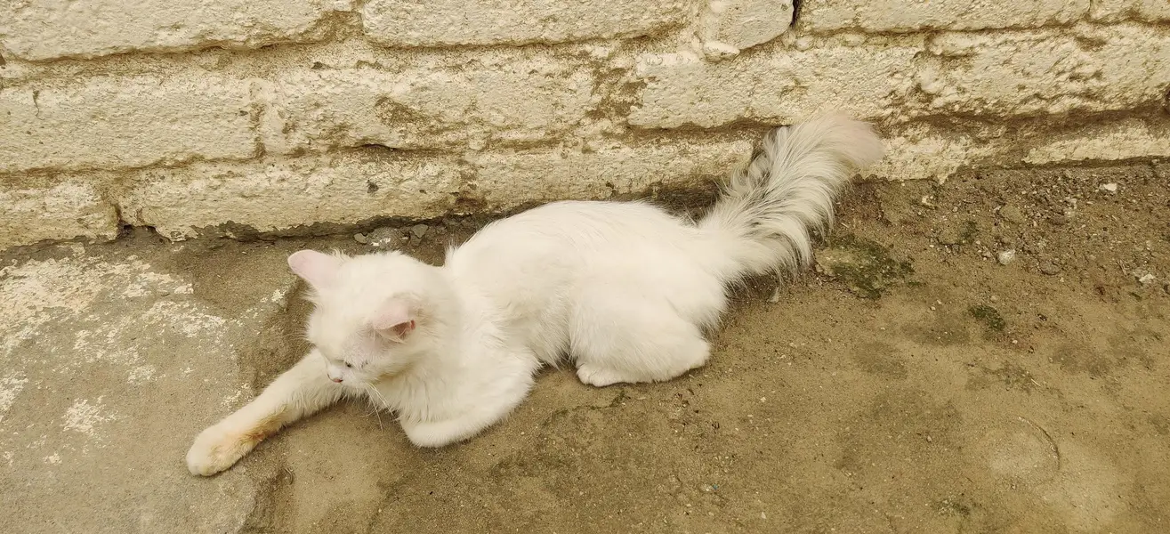 Persian cat for sale odd eyes — photo 2
