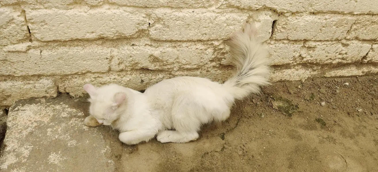 Persian cat for sale odd eyes — photo 3