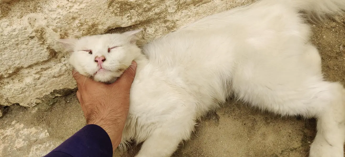 Persian cat for sale odd eyes — photo 4