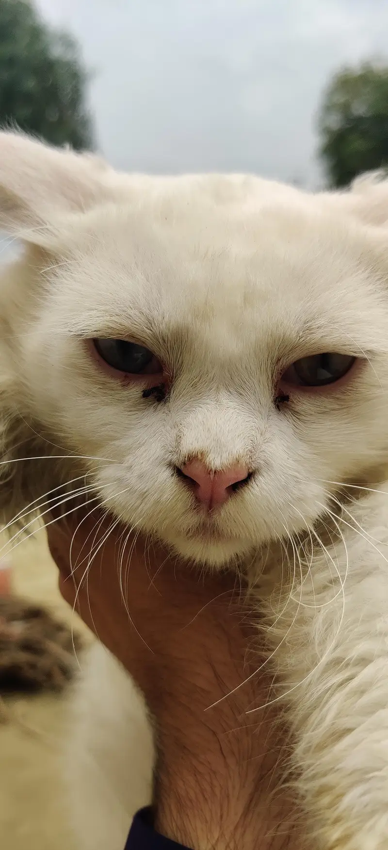 Persian cat for sale odd eyes — photo 5
