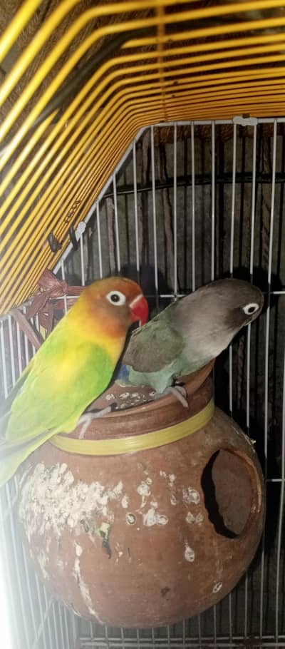 Love Birds