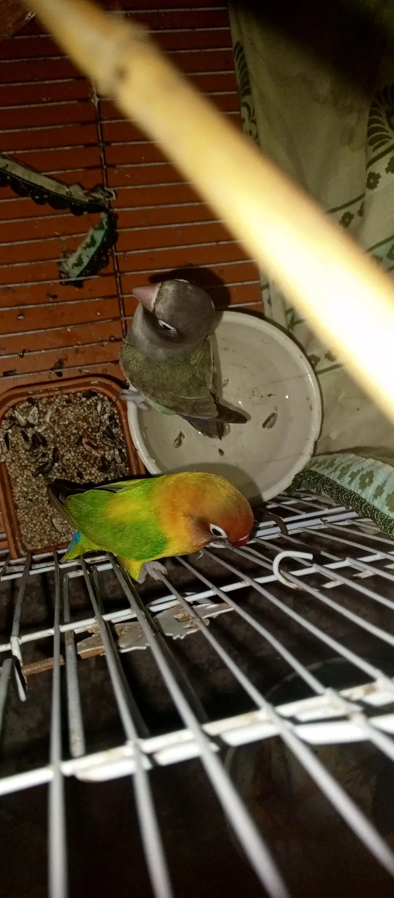 Love Birds — photo 2
