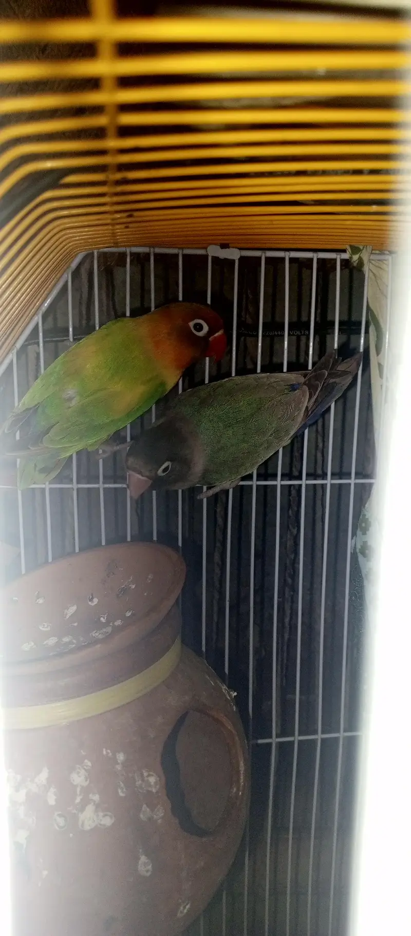 Love Birds — photo 3