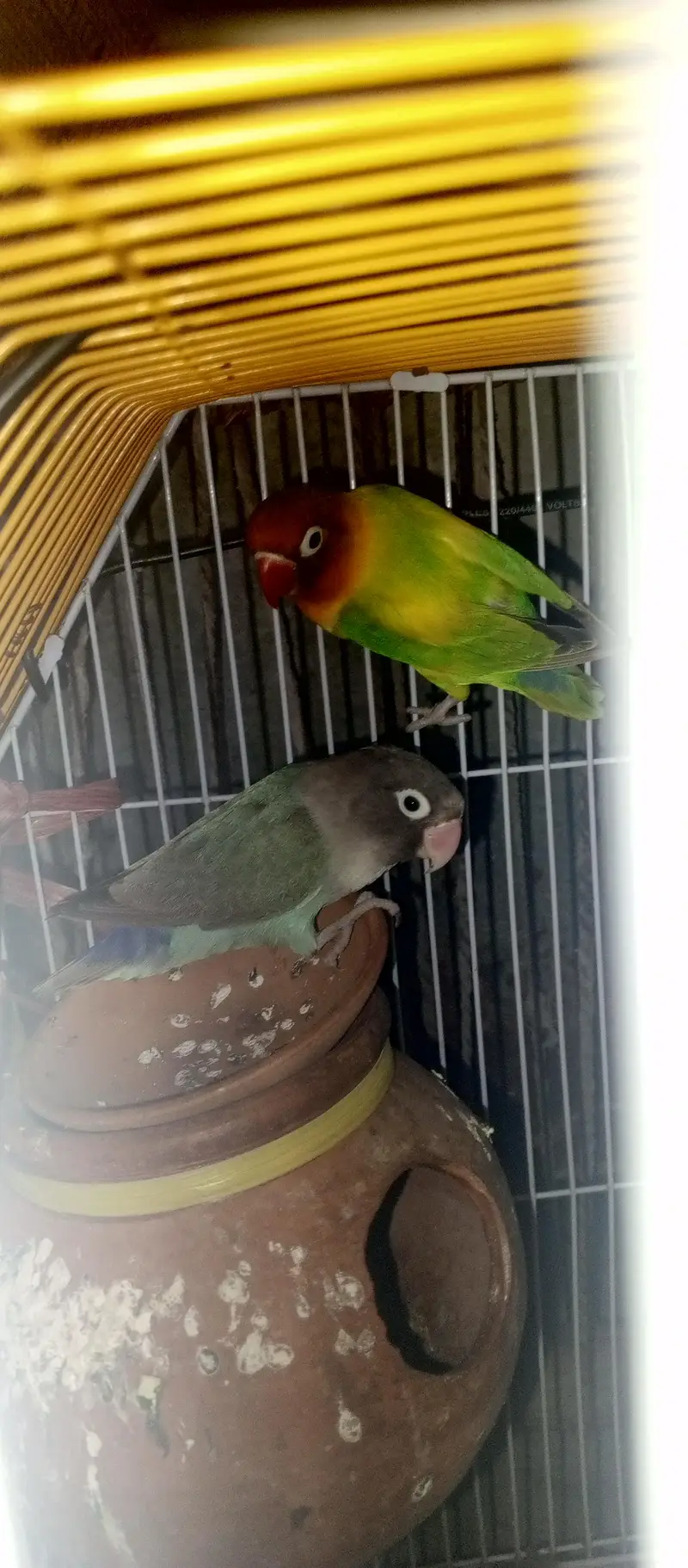 Love Birds — photo 4