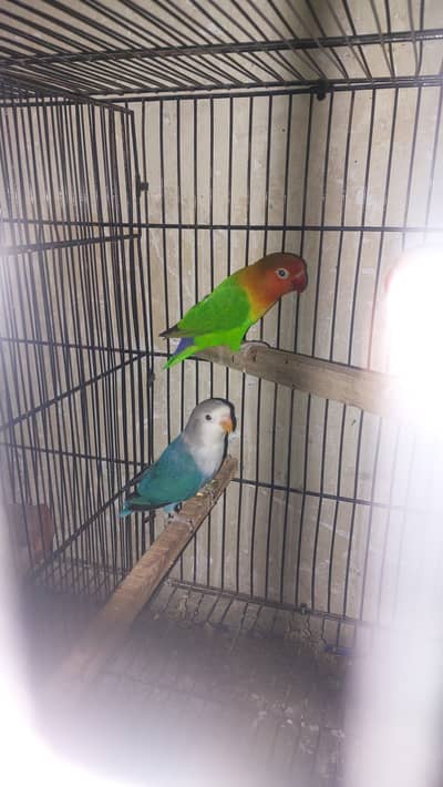 2 breeding pairs with 7 adult parrots 5 green 4 yellow