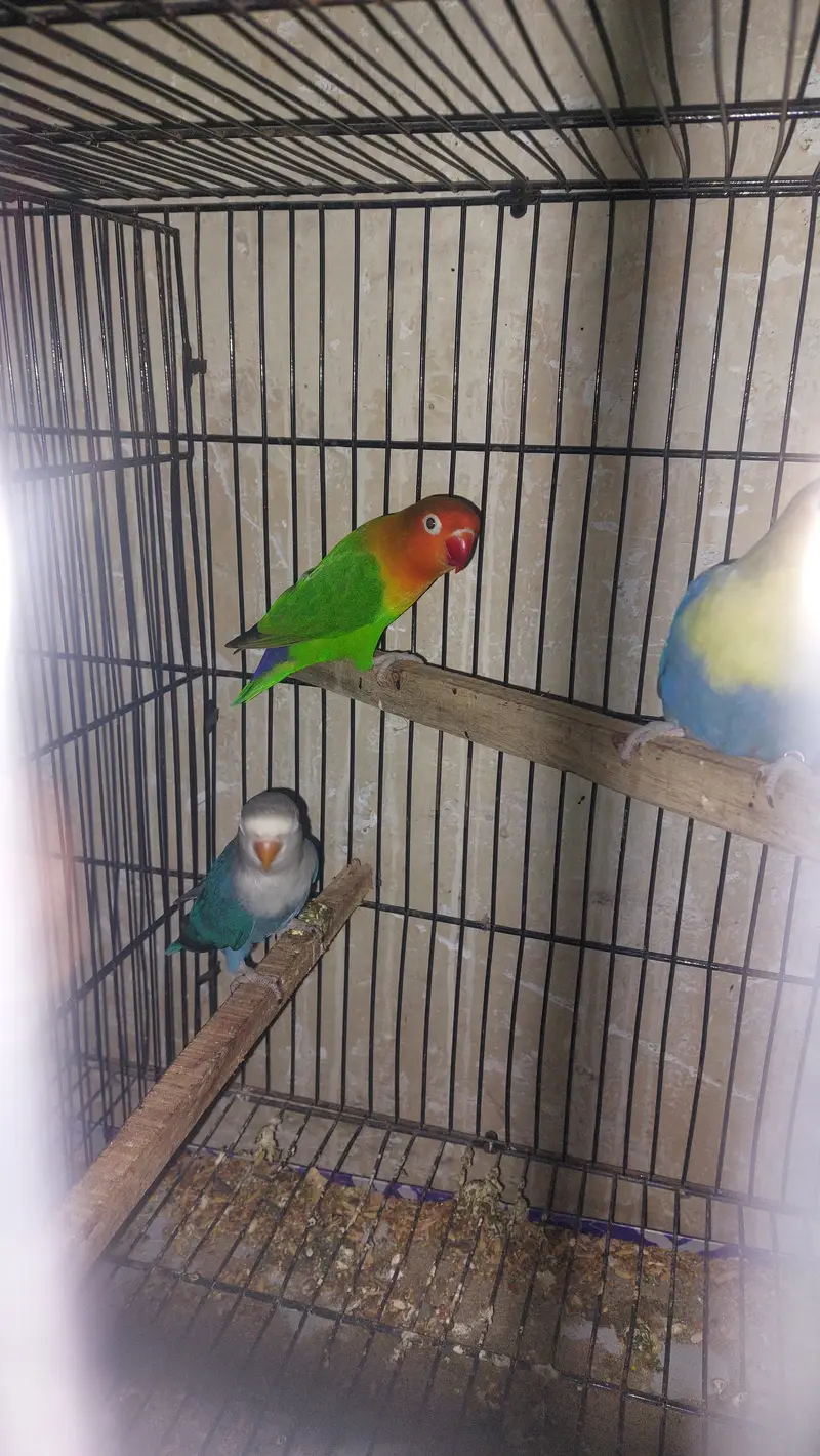 2 breeding pairs with 7 adult parrots 5 green 4 yellow — photo 2