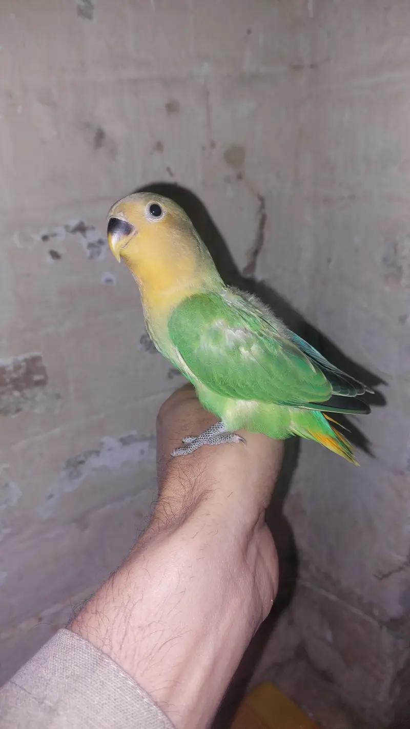 2 breeding pairs with 7 adult parrots 5 green 4 yellow — photo 3