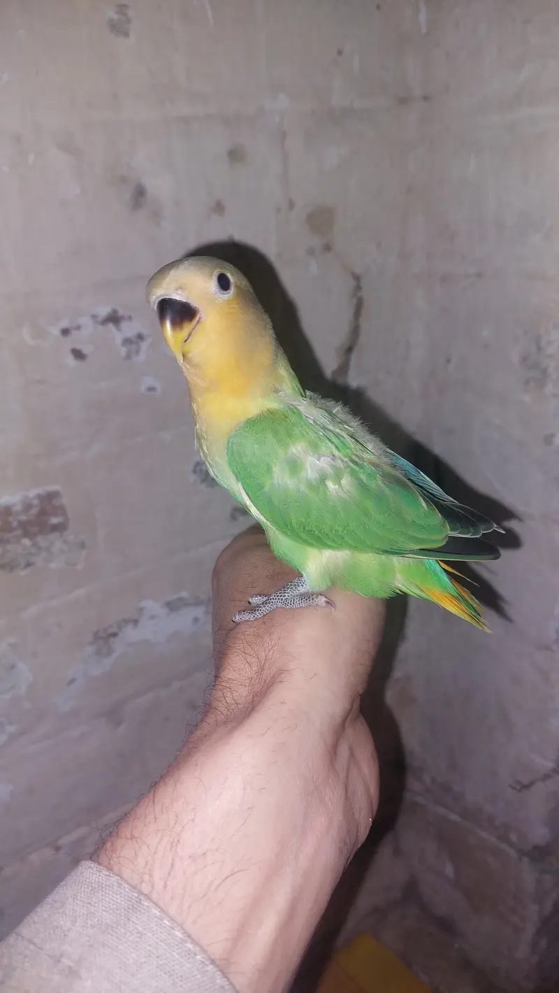 2 breeding pairs with 7 adult parrots 5 green 4 yellow — photo 4