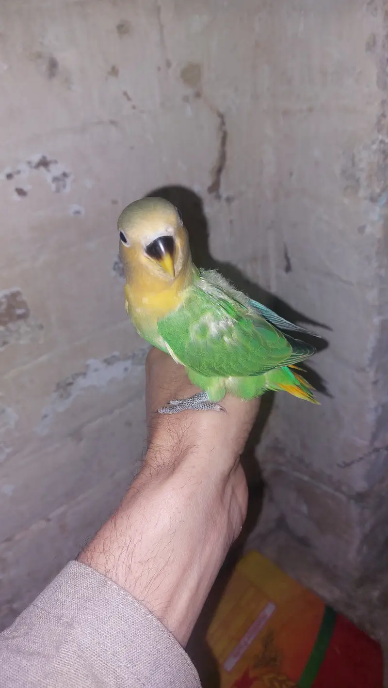 2 breeding pairs with 7 adult parrots 5 green 4 yellow — photo 5