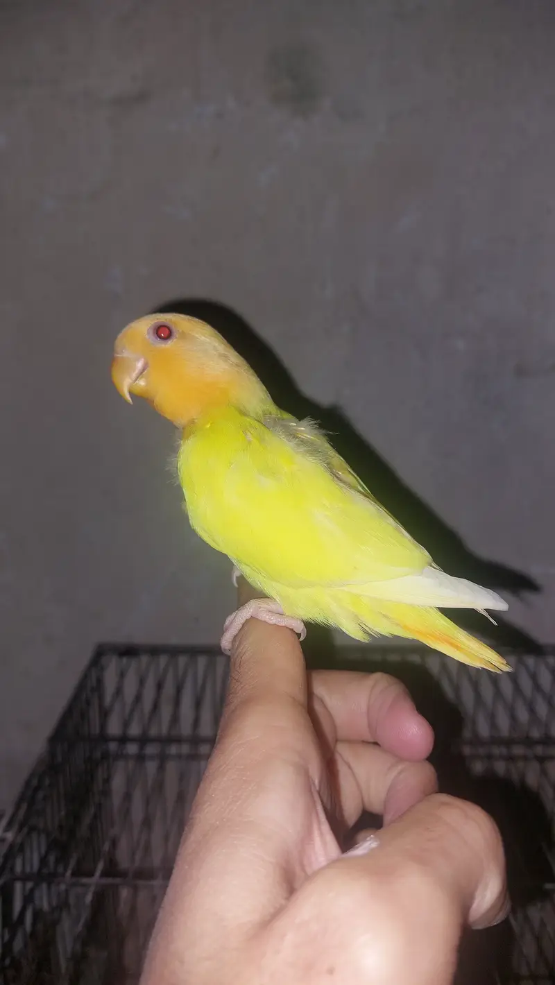 2 breeding pairs with 7 adult parrots 5 green 4 yellow — photo 6