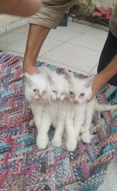 Kittens for sale