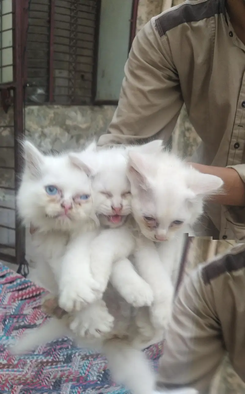 Kittens for sale — photo 2
