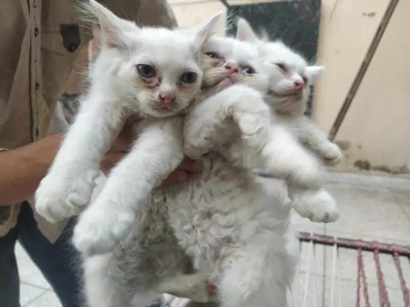 Kittens for sale — photo 3