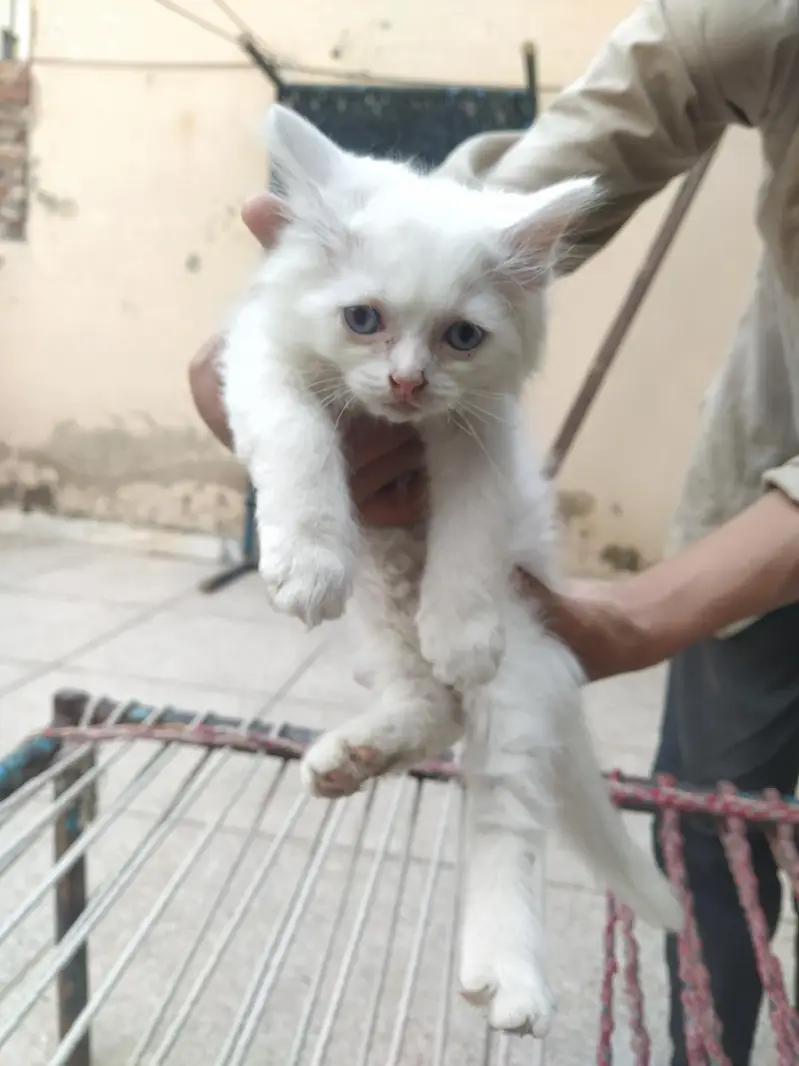 Kittens for sale — photo 4