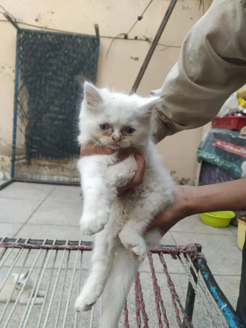 Kittens for sale — photo 5