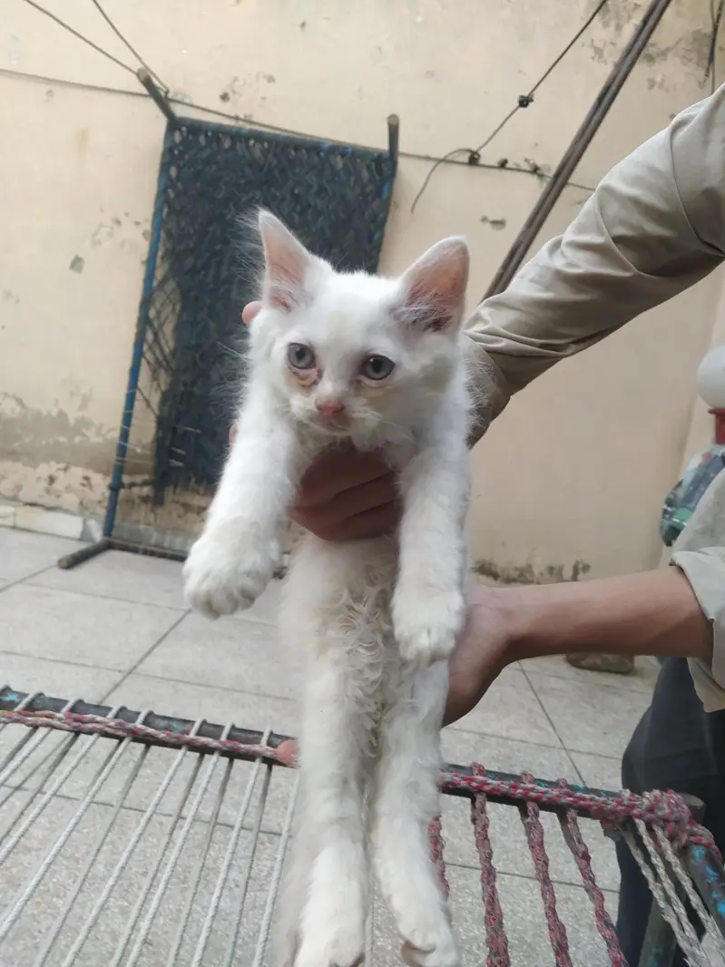 Kittens for sale — photo 6