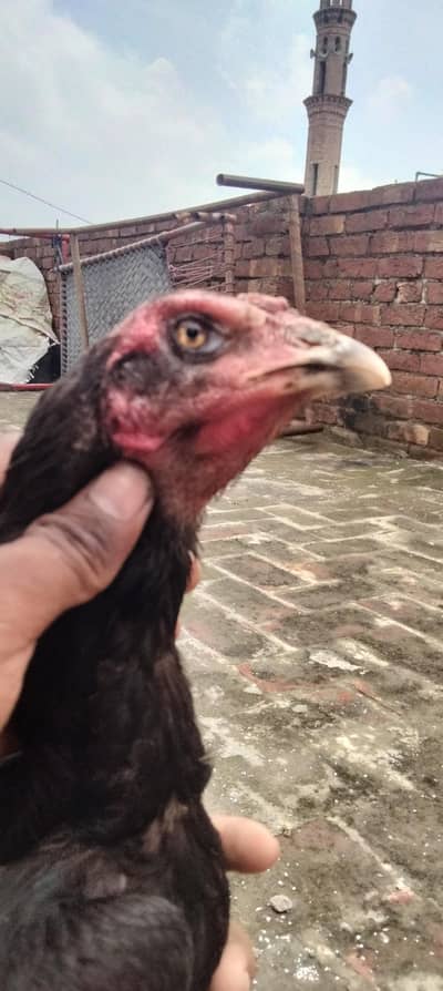 Pure Aseel Hens